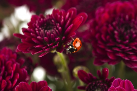 background of red chrysanthemums with ladybugの写真素材
