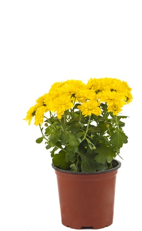Beautiful yellow chrysanthemum in flowerpot isolated on white background.の写真素材