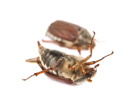 Beetle isolated on white background