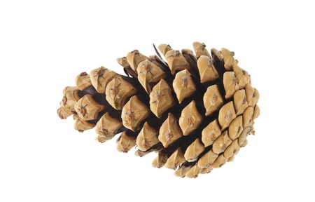 pine cone isolated on white background