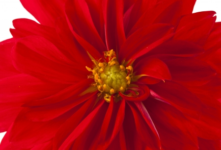 red dahlia isolated on white backgroundの写真素材