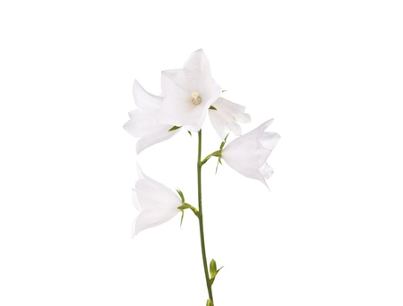 white flower bells isolated on white backgroundの写真素材