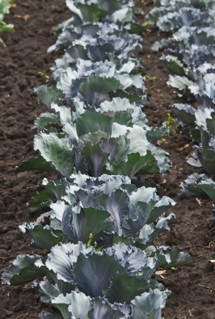 cabbage growing on the fieldの写真素材