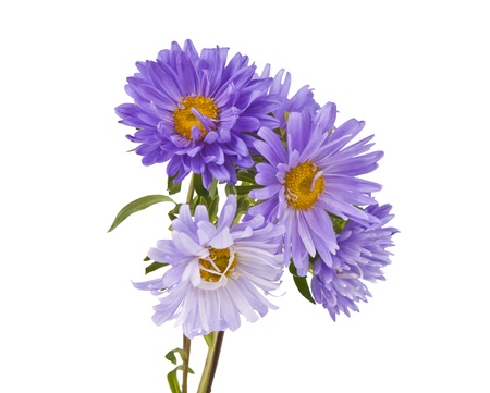 aster flower isolated on white backgroundの写真素材