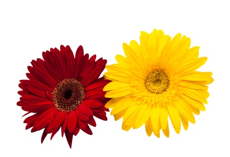 gerbera flowers isolated on white backgroundの写真素材
