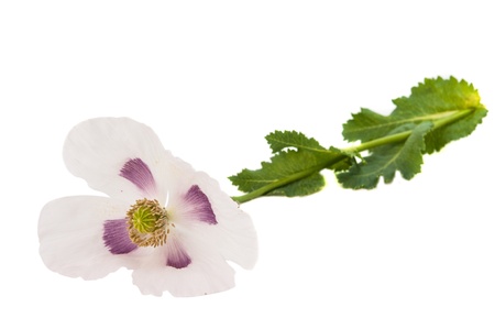 poppy flower isolated on white backgroundの写真素材