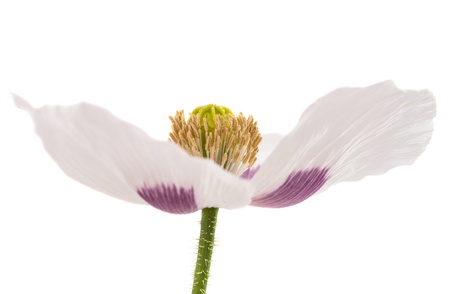 poppy flower isolated on white backgroundの写真素材
