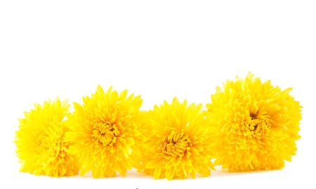 yellow chrysanthemum isolated on white backgroundの写真素材