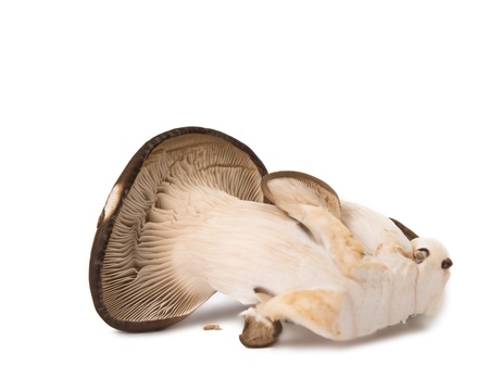 oyster mushrooms isolated on white backgroundの写真素材