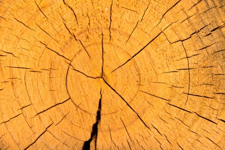 Wood textureの写真素材