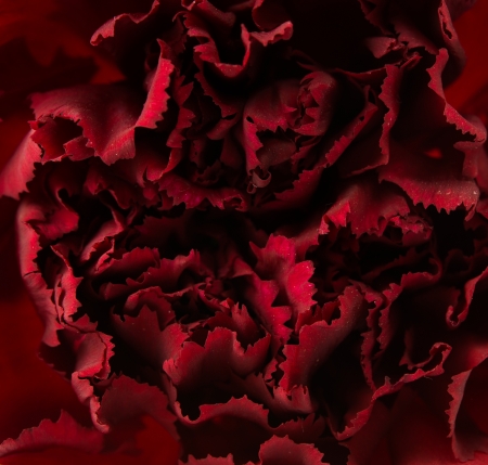 red carnation close-upの写真素材