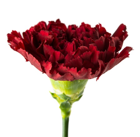dark red carnation on a white backgroundの写真素材