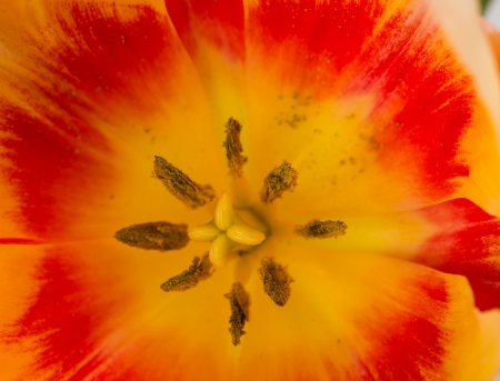 Close up on orange and yellow tulip petalsの写真素材