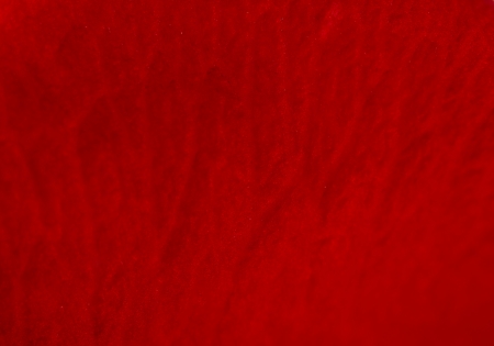 texture of red rose petalの写真素材