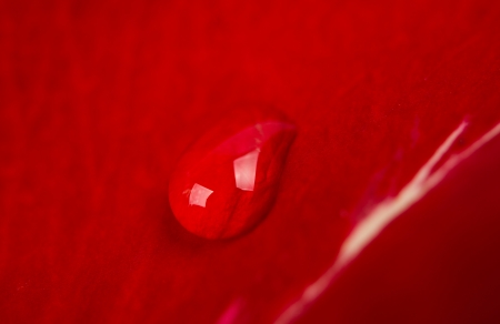 texture of red rose petal with a dropの写真素材