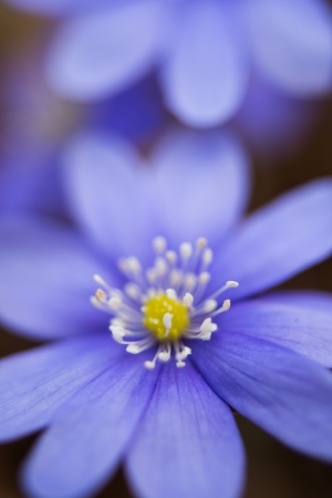 blooming in the spring forest Hepatica nobilisの写真素材