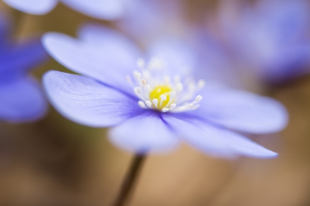 blooming in the spring forest Hepatica nobilisの写真素材