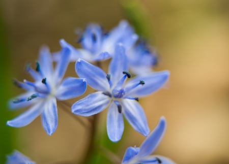 Siberian squill (Scilla siberica; wood squill) and Lucile's Glory of the snow flowersの写真素材