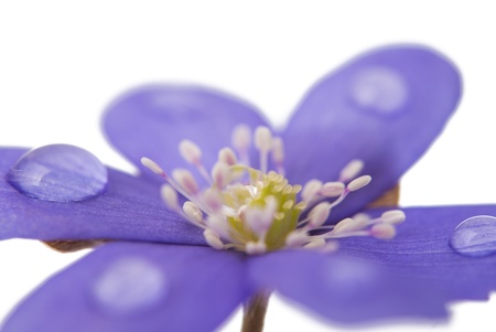 Hepatica nobilis on a white backgroundの写真素材