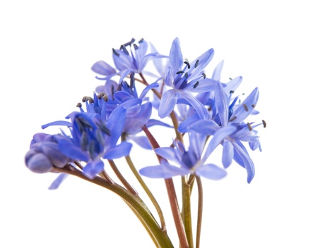 spring flower scilla isolated on white backgroundの写真素材