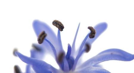 spring flower scilla isolated on white backgroundの写真素材