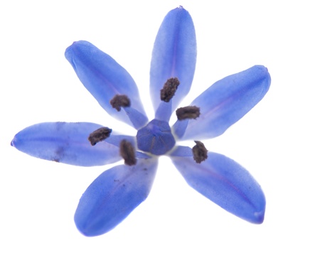 spring flower scilla isolated on white backgroundの写真素材