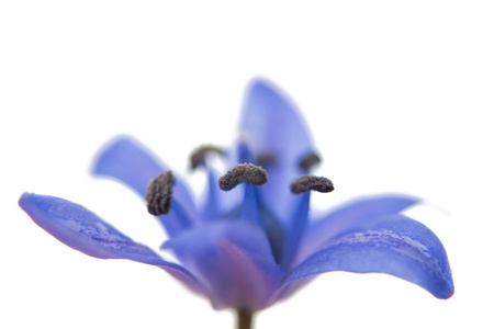 spring flower scilla isolated on white backgroundの写真素材