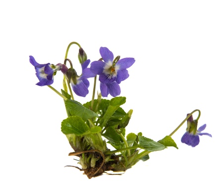 violet flower isolated on white backgroundの写真素材