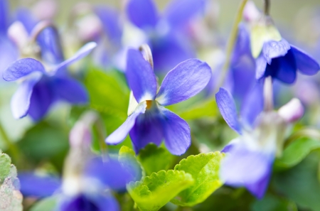 violets flowers blooming in spring meadow
