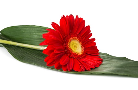 red gerbera isolated on white backgroundの写真素材
