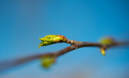 tree buds in springの写真素材