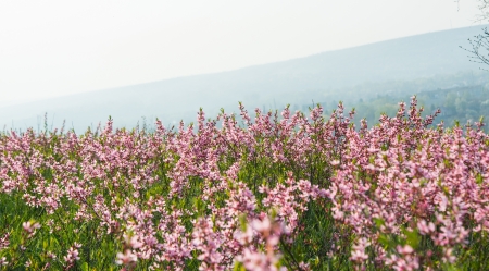 Spring branch with flowers of almondの写真素材