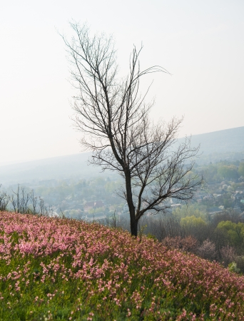 pink flowers blooming in the meadow in springの写真素材