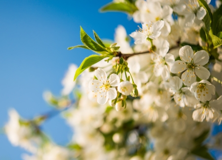 Cherry blossoms. Spring awakeningの写真素材