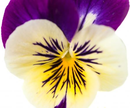 pansy flower on a white backgroundの写真素材