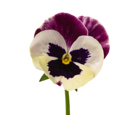 pansy flower on a white backgroundの写真素材