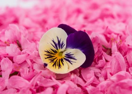 pansy flower on rose petalsの写真素材