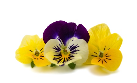 pansy flower on a white backgroundの写真素材