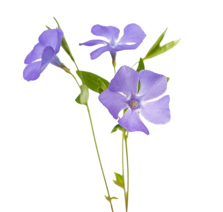 flower periwinkle isolated on white backgroundの写真素材