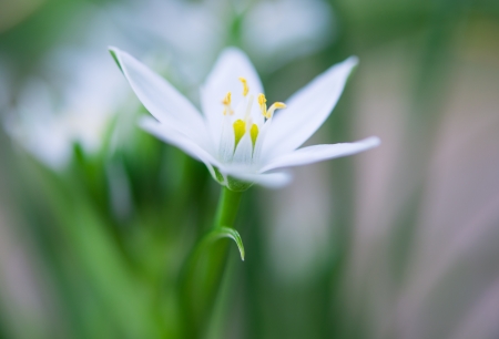 wild garlic flowers at springtime, edible culinary herb