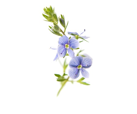 beautiful blue flowers against white background. Super macro