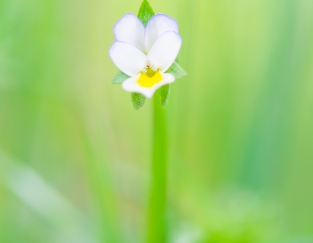 Flower pansies. macro photographyの写真素材
