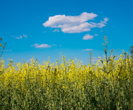 flower of oil rapeseed in field with blue sky and clouds