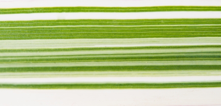 striped texture of a green leafの写真素材