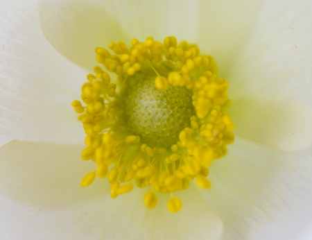 Back lit white windflower in springの写真素材
