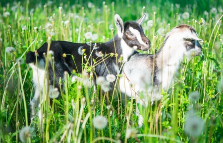small goat grazing in the meadowの写真素材