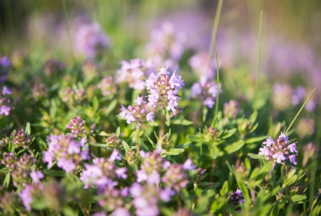 Pink little flower blooming in the meadow