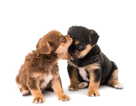 puppy isolated on white backgroundの写真素材