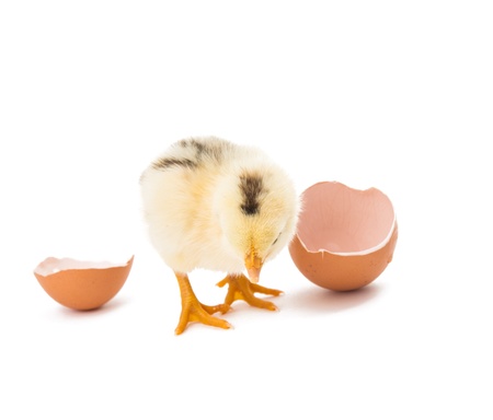 Little newborn baby chicken isolated on whiteの写真素材