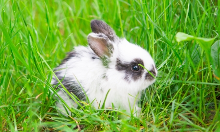 Little rabbit on green grassの写真素材